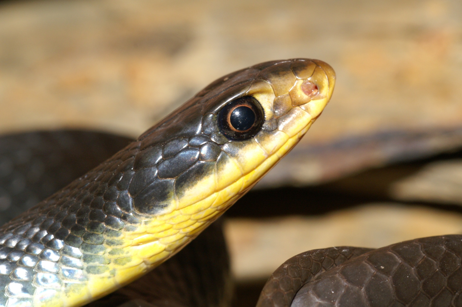Coluber constrictor flaviventris.0004